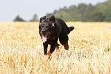 BEAUCERON 490